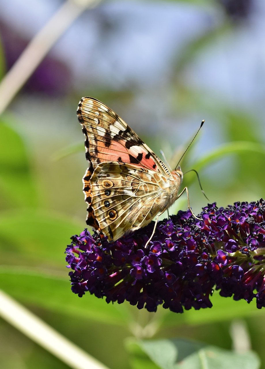 flower, butterfly, pollen-7414818.jpg